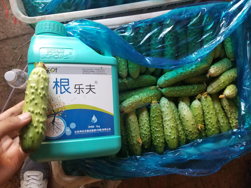 根系、土壤問題如何解決？