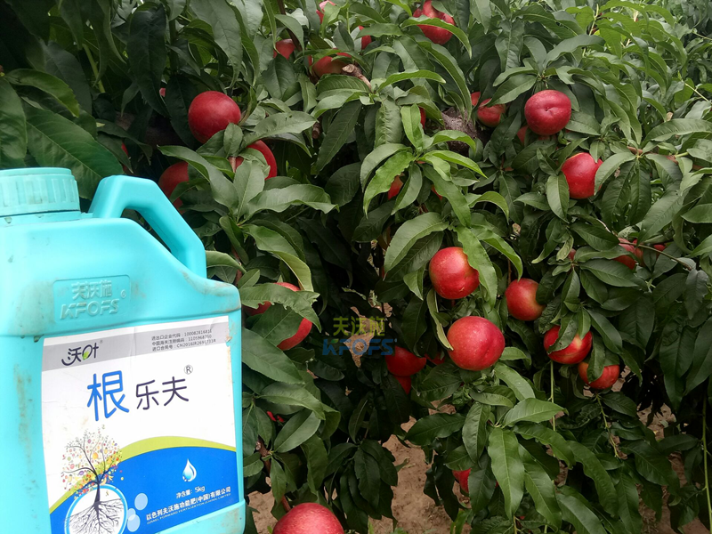 果樹生根劑用什么好？