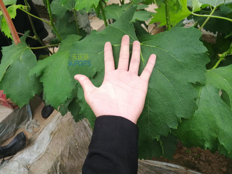 沖施肥哪個(gè)牌子好-沃葉葡萄1.png