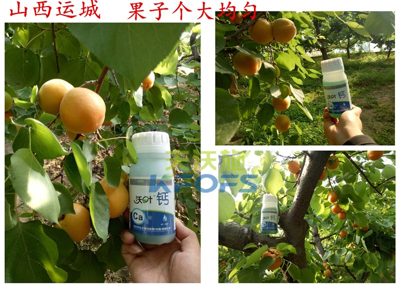 螯合鈣的用途！