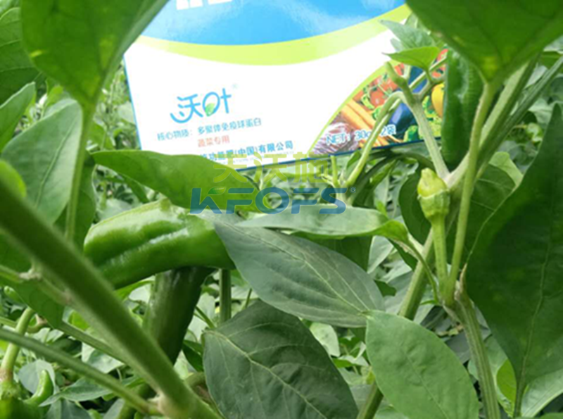葉面肥噴施有哪些注意事項？1.png