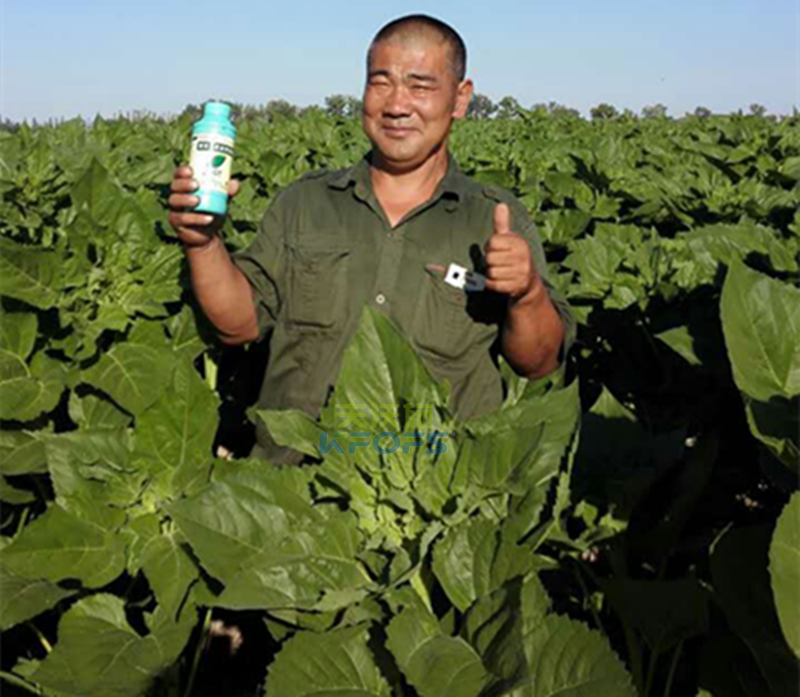 葉面肥的分類及注意事項(xiàng)有哪些？1.png