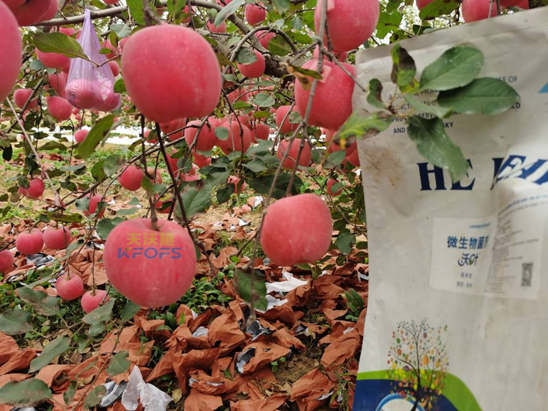 水溶肥果樹用效果好不好？