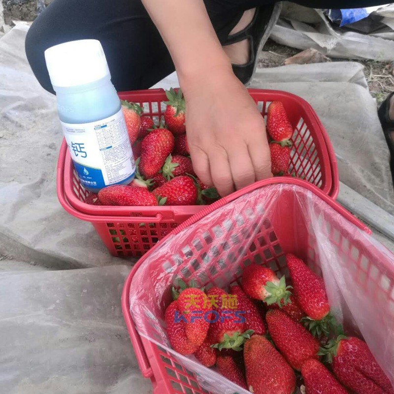 草莓果實(shí)膨大期施肥原則及方案！