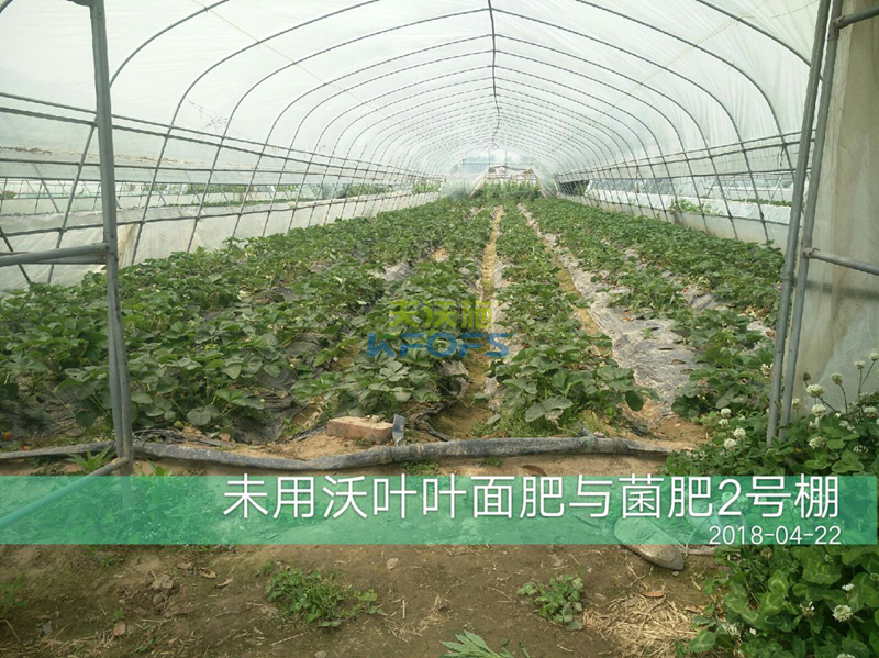 草莓果實(shí)膨大期施肥原則及方案！1.png