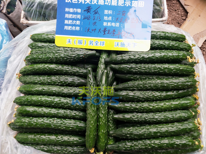 黃瓜用什么肥料產量高？1.png