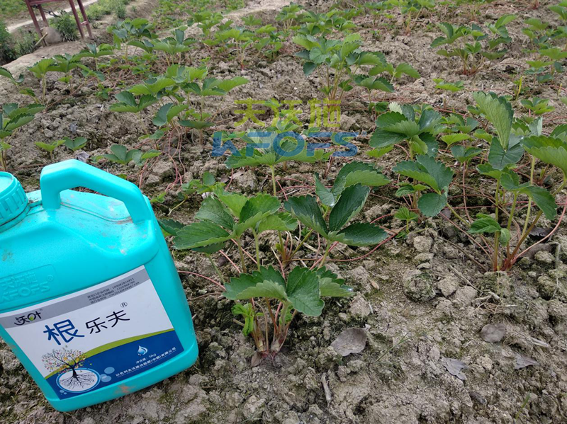草莓如何施肥更高產(chǎn)？1.png