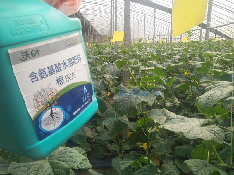 生根劑黃瓜落秧用有什么好處？