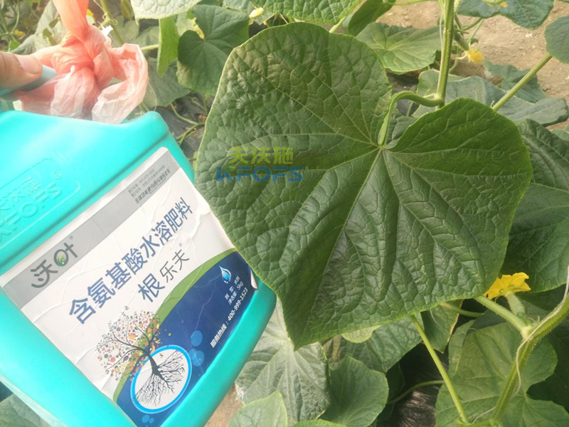 生根劑-沃葉根樂(lè)夫生根劑黃瓜1.png