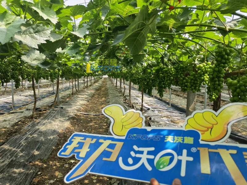 水溶肥在選擇之前，要注意哪幾點(diǎn)？