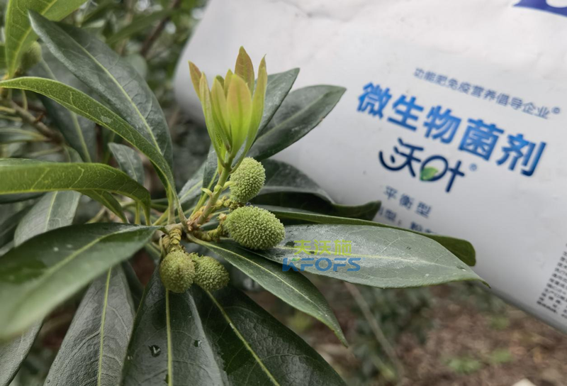 楊梅用什么水溶肥效果好？周大哥推薦沃葉