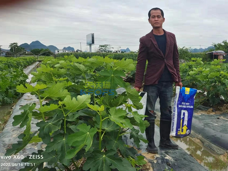無花果施什么肥果實大？