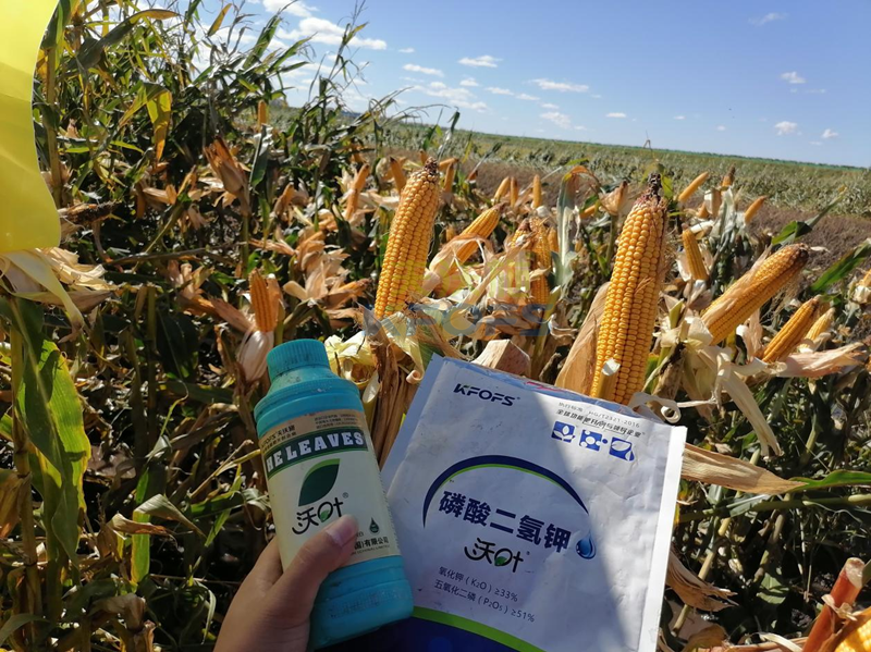 玉米葉面肥哪個品牌好？