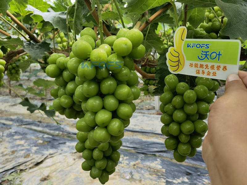 水溶肥，果樹種植戶認準夫沃施