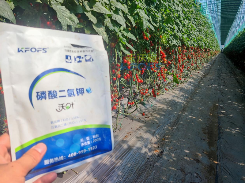 磷酸二氫鉀哪家好？張總選擇沃葉