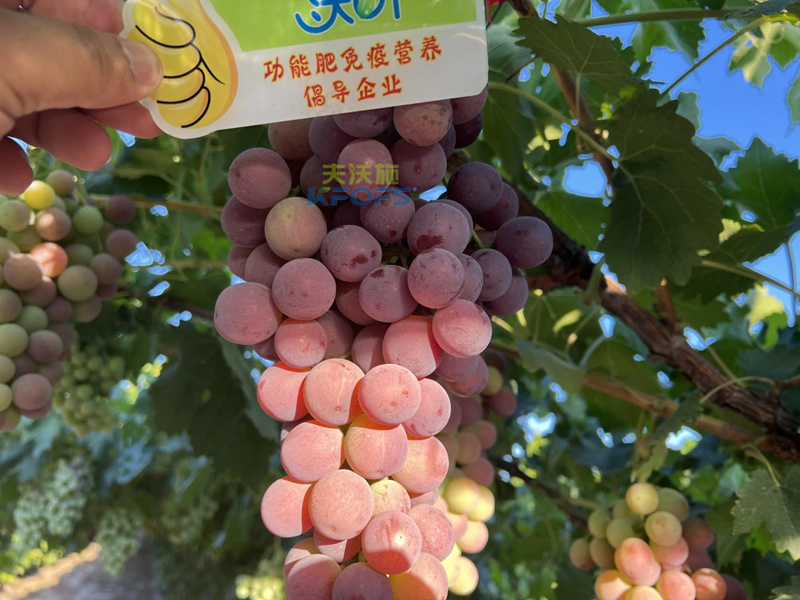 水溶肥怎么選，為啥種植戶認可沃葉?