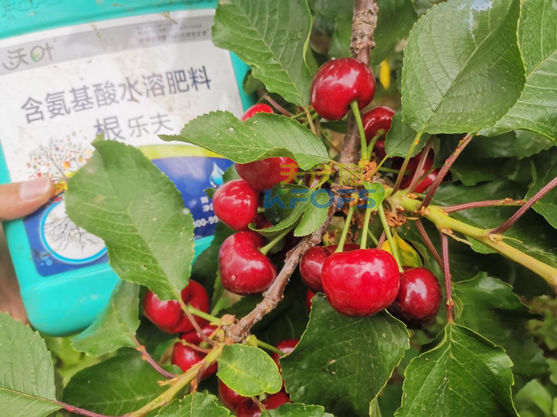 水溶肥哪家好？為何他們選沃葉？