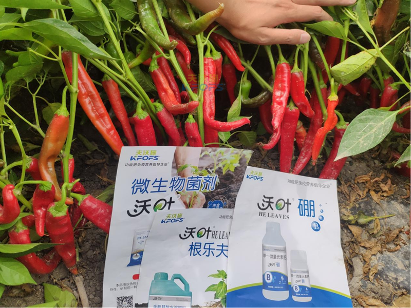 水溶肥怎么用效果好？
