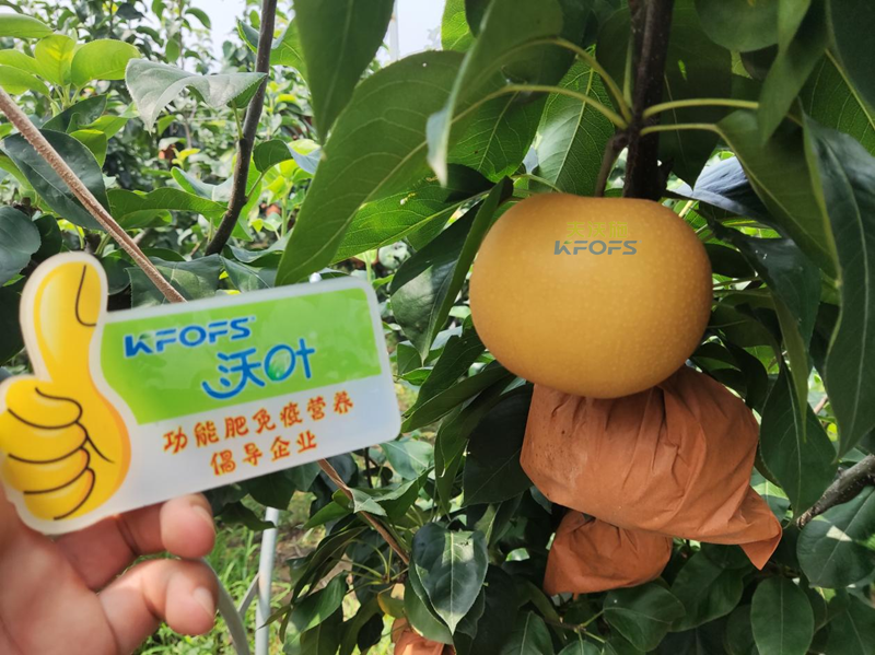 水溶肥怎么選？李總來幫你支招