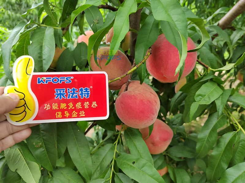 桃樹(shù)施什么肥桃子甜-采法特水溶肥1.png