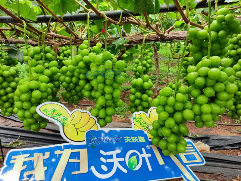 陽光玫瑰葡萄用什么肥料好？