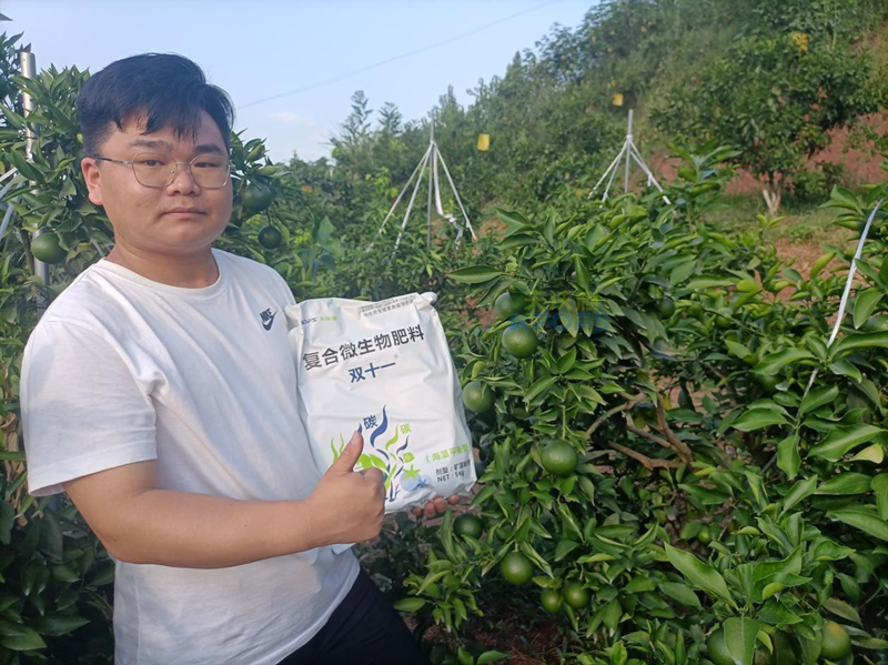 柑橘樹(shù)施什么肥好-雙十一微生物肥料.png