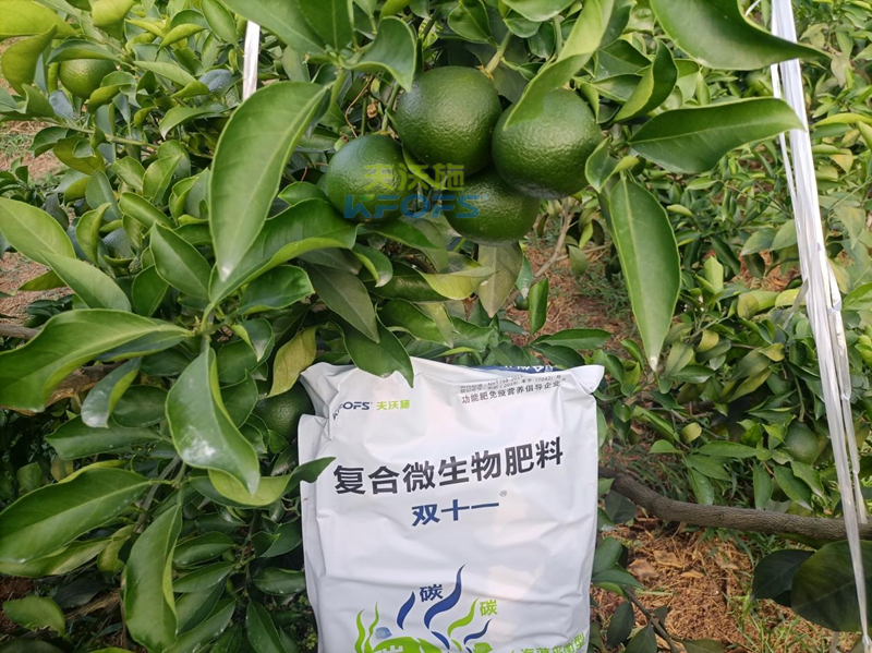 柑橘樹(shù)施什么肥好-雙十一微生物肥料1.png