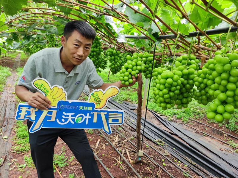 新栽葡萄施肥技術，附種植條件