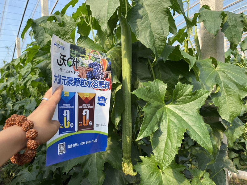 蔬菜施什么肥長得快又好？