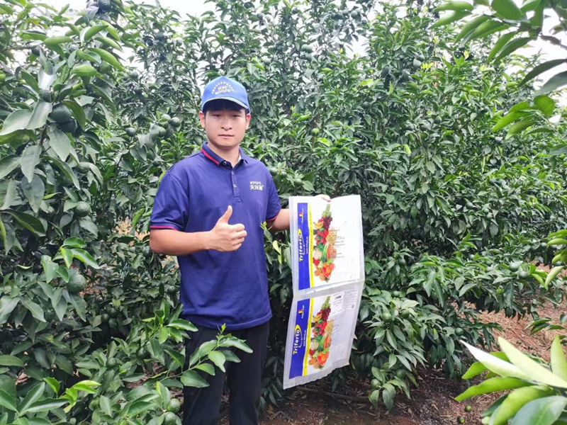 水溶肥用的好，沃柑產(chǎn)量才能高
