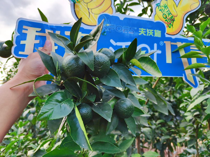 果樹用什么水溶肥效果好？他們認(rèn)可這款