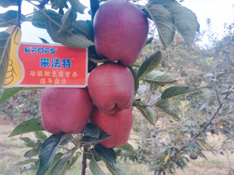 蘋果用采法特水溶肥效果怎么樣？