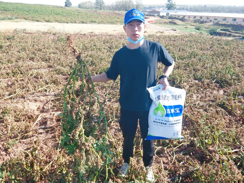 大量元素水溶肥用在土豆上效果怎么樣？