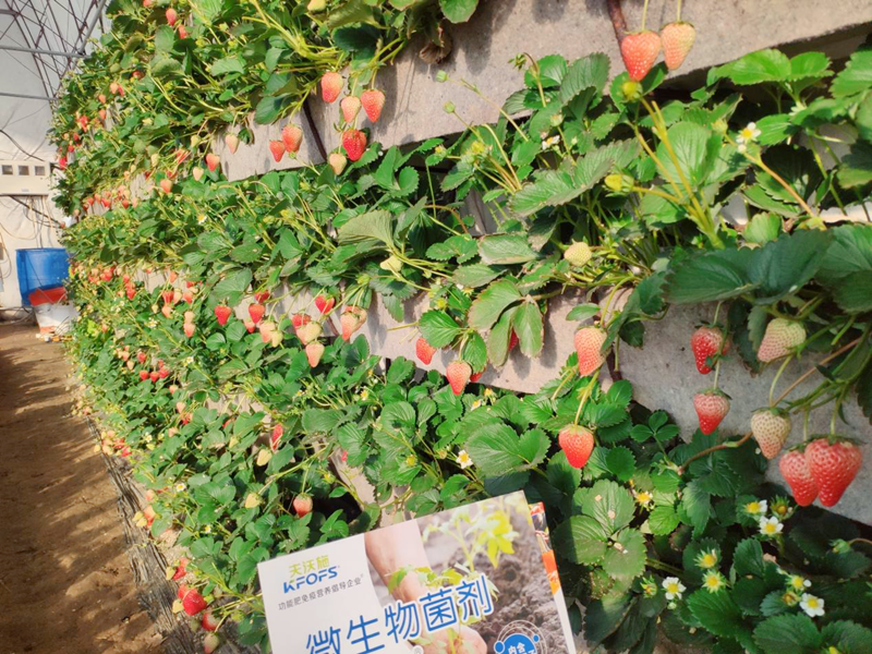微生物菌劑用在草莓上效果怎么樣？