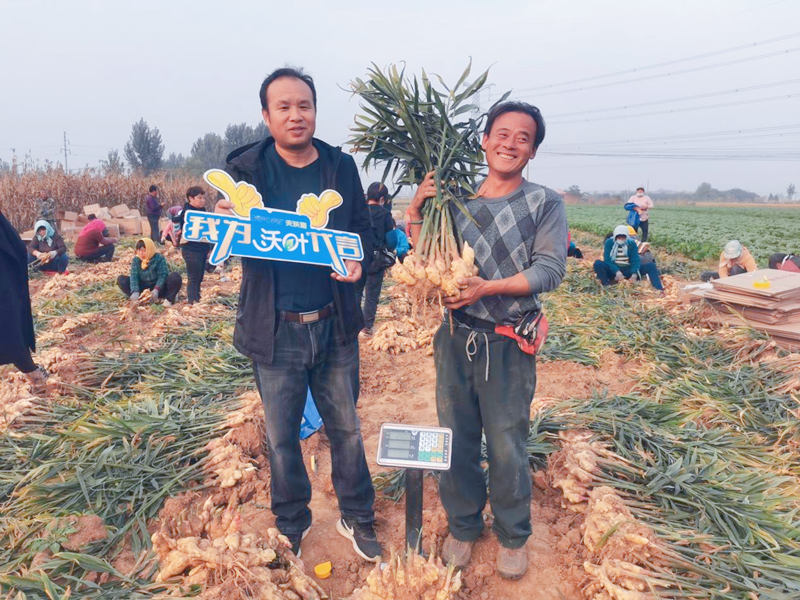 生姜用什么肥料才高產-沃葉水溶肥.png
