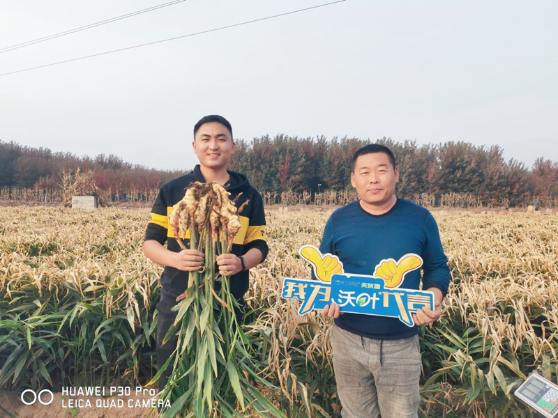 生姜用什么肥料才高產-沃葉水溶肥1.png