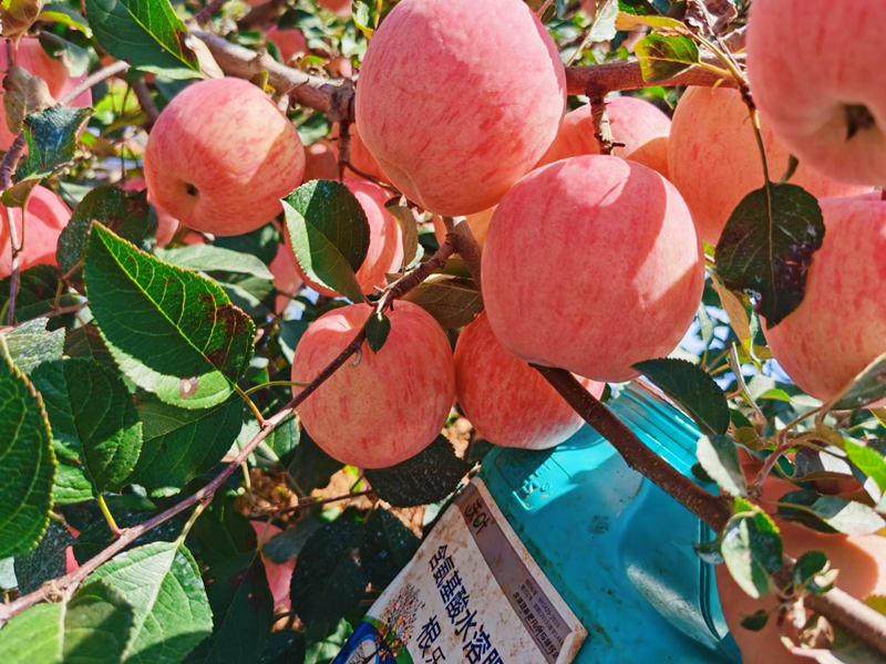 生根劑-蘋(píng)果用沃葉根樂(lè)夫.png