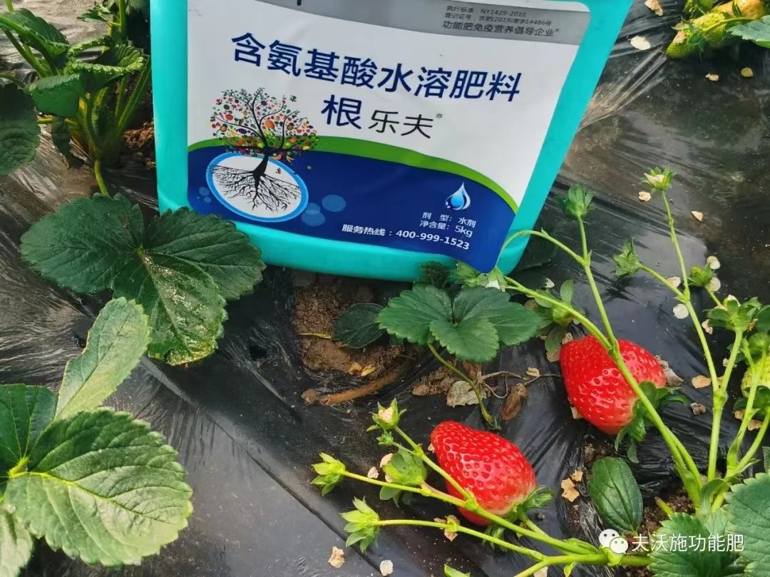 生根劑用在草莓上效果怎么樣？