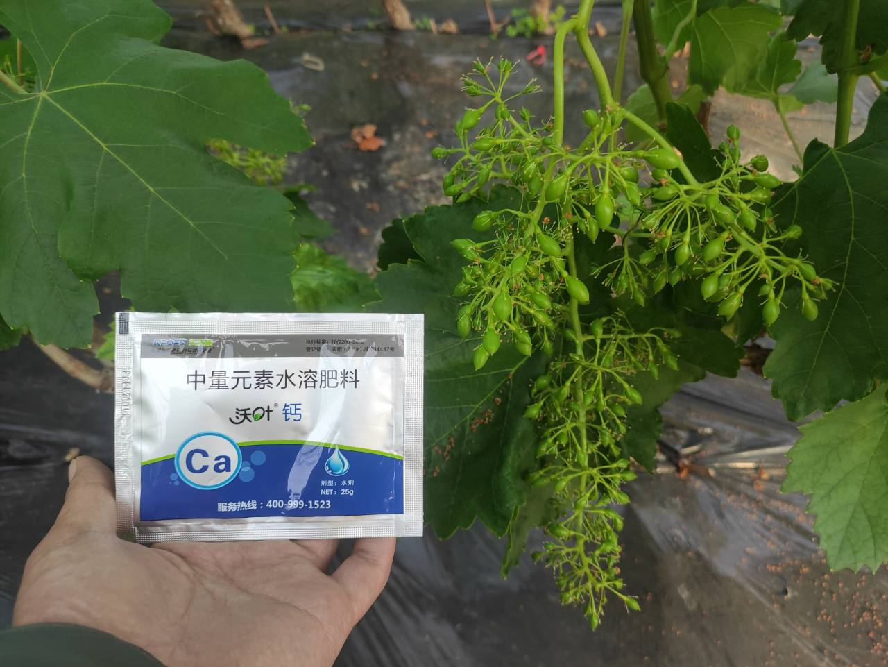鈣肥的作用，寧夏大姐用沃葉鈣案例