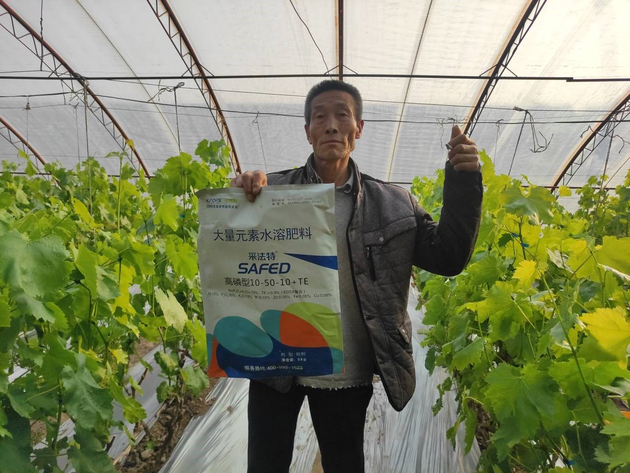 水溶肥和復(fù)合肥哪個(gè)效果更好-謝大哥葡萄用采法特.jpg