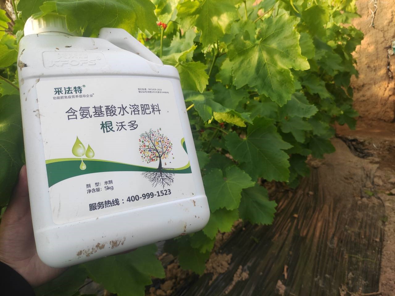 水溶肥選哪家？李總認(rèn)可采法特
