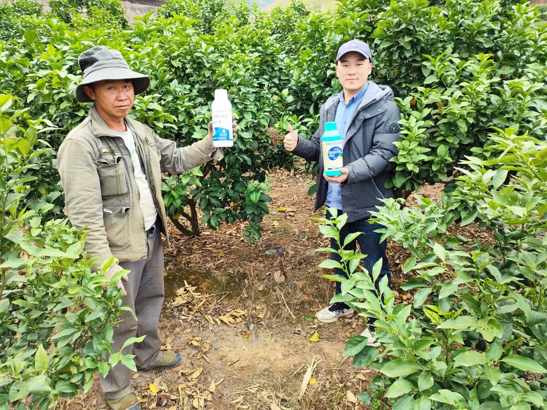 水溶肥和復(fù)合肥哪個(gè)效果更好-楊師砂糖橘用沃葉水溶肥.jpg