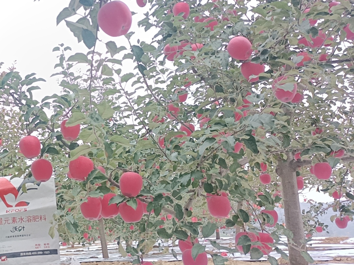 蘋果樹用什么肥料好？甘肅案例