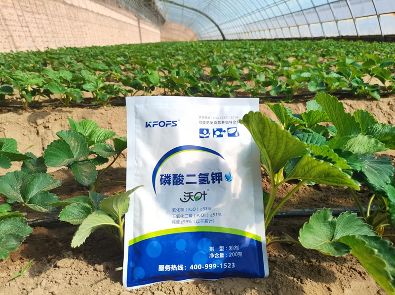 種草莓用什么肥料好？