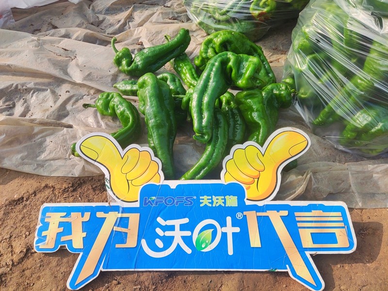 【已用】回訪時(shí)間：2022年11月20日，回訪地址：河南省永城產(chǎn)品：沃葉顆粒肥，回訪作物：辣椒使用效果：農(nóng)戶使用夫沃施沃葉顆粒肥長(zhǎng)勢(shì)旺盛，開(kāi)花多，結(jié)果量大，一個(gè)辣椒就重達(dá)半斤重 (10).jpg