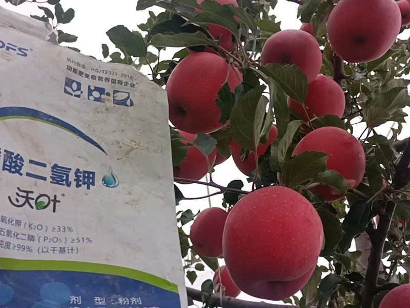 蘋(píng)果樹(shù)施什么肥料好-沃葉磷酸二氫鉀 (1).jpg