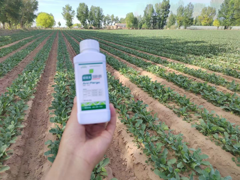 除草劑藥害怎么辦？安法戈來解決！
