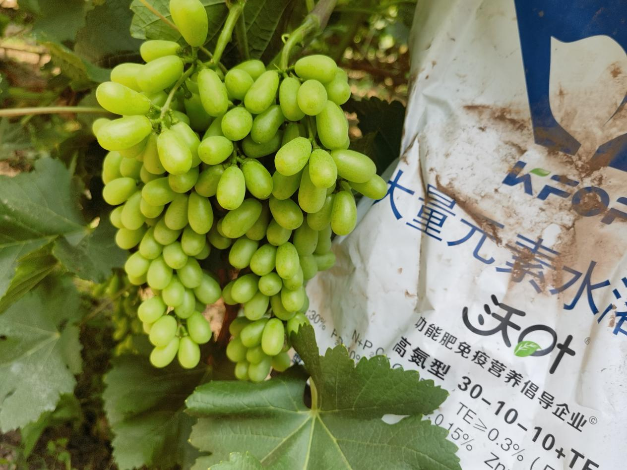 葡萄轉色期用什么肥料好？附克倫生轉色方案