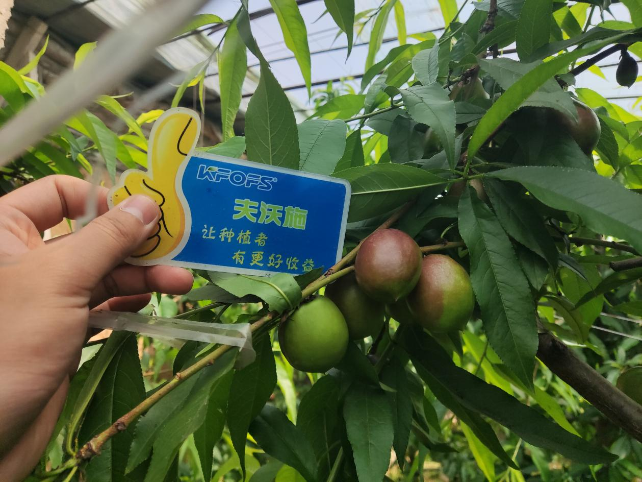 桃樹施什么肥料？劉大哥告訴你