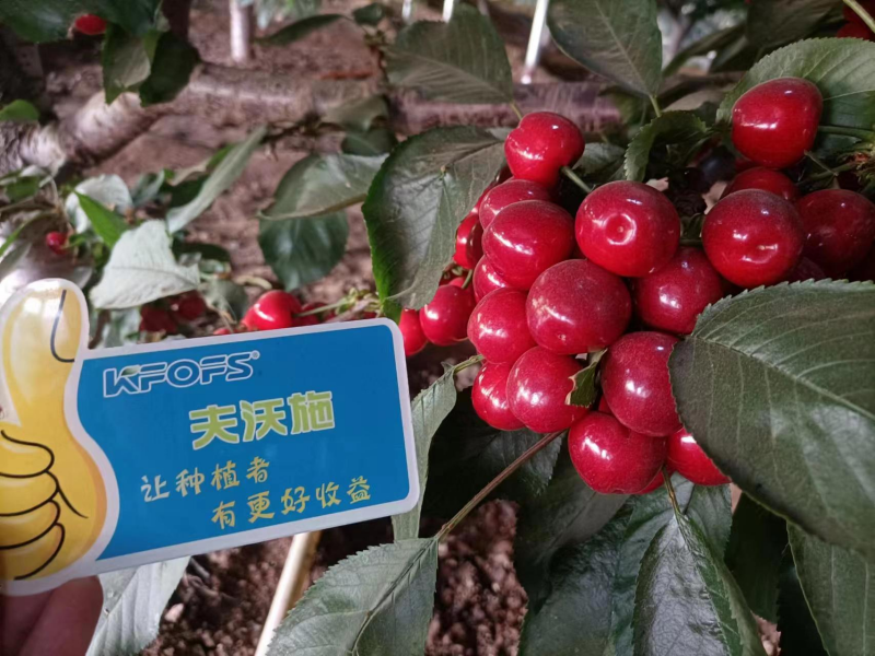 櫻桃施什么肥最大最甜？案例告訴你